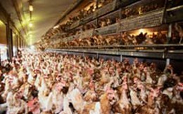 Thêm một người chết vì cúm H5N1